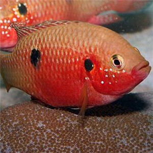 红宝石鱼图片