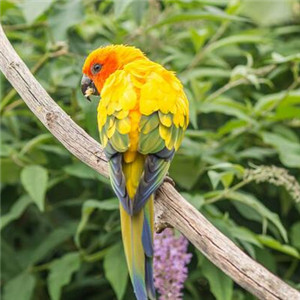 金黄锥尾鹦鹉图片