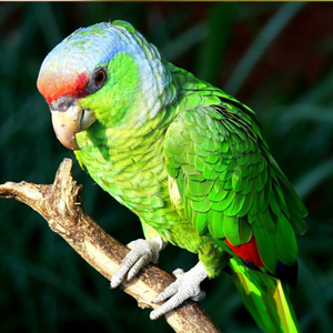 紫冠亚马逊鹦鹉图片