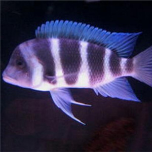 萨伊蓝六间鱼图片