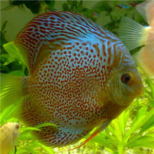 七彩神仙鱼图片