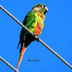 赤褐腹锥尾鹦鹉图片