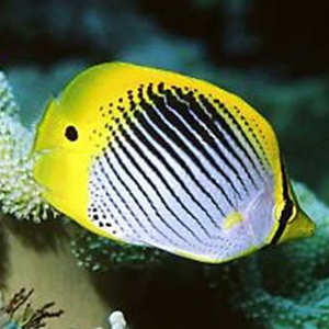 黑背蝴蝶鱼图片