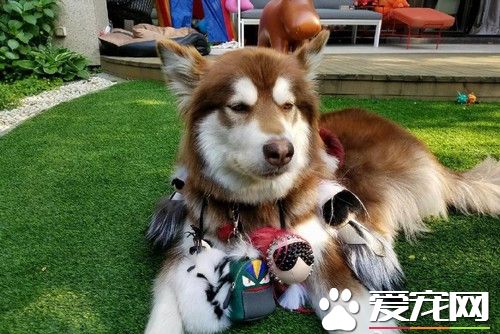 网红宠物成名套路 身价竟达七位数