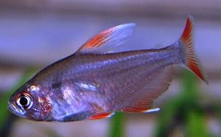 QQ截图20160802174517