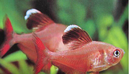 QQ截图20160802174533