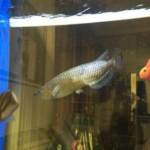 澳洲星点龙图片