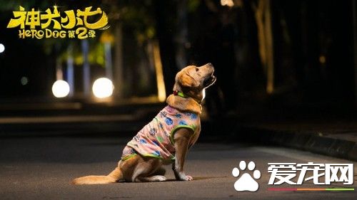 5.《神犬小七》系列中的小七已然成了影视明星