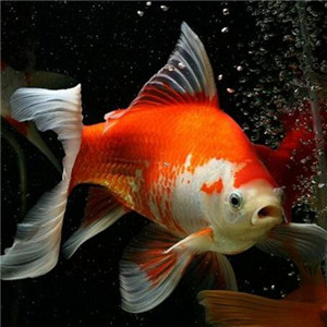 红白草金鱼图片