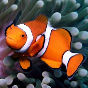 透红小丑鱼图片