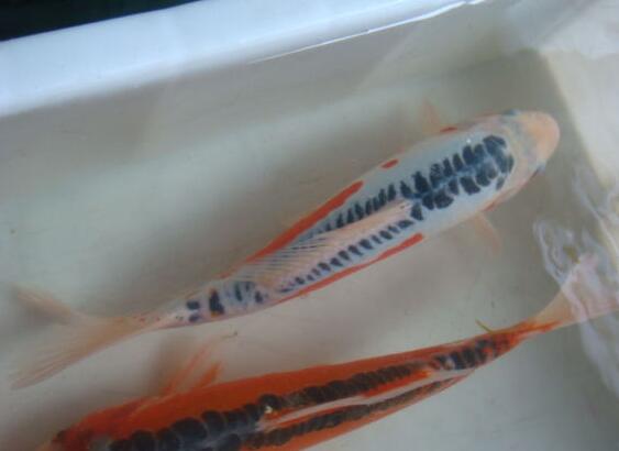 QQ截图20160802173820