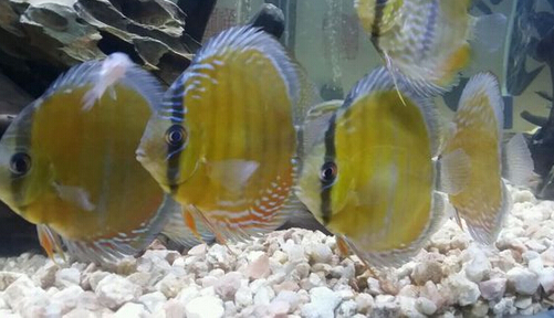 黑格尔野生七彩