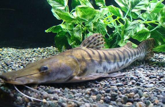 QQ截图20160802180239