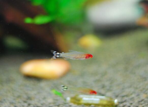 QQ截图20160802142430