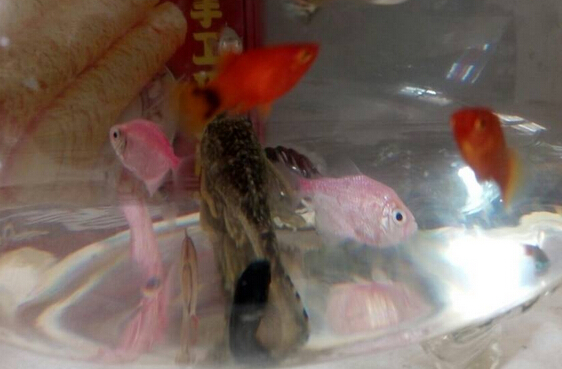 QQ截图20160802165254