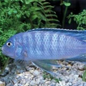 闪电王子鱼图片