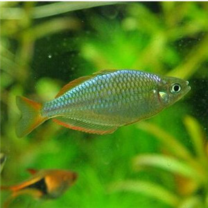 电光美人鱼图片