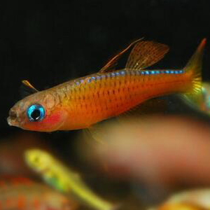 马达加斯加彩虹图片