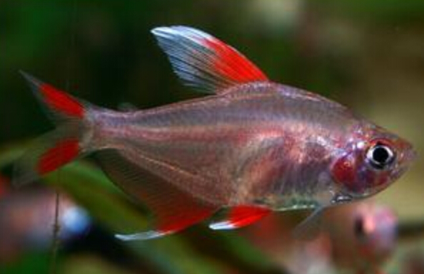 QQ截图20160802174511