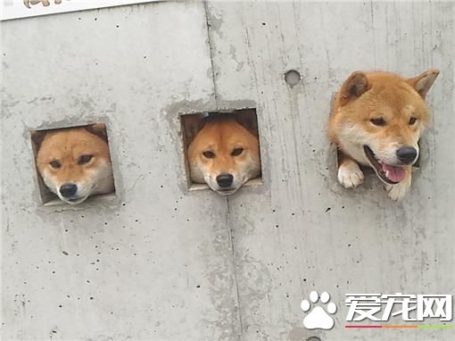 3柴犬钻洞看风景 上万网友点赞称实在太萌了