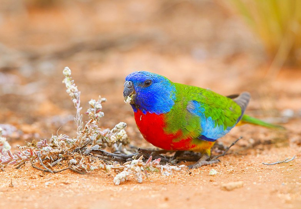 鲜红胸鹦鹉