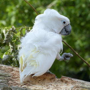 雨伞凤头鹦鹉图片