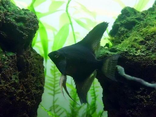 黑神仙鱼
