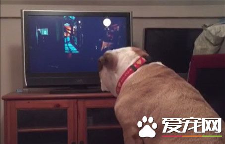 斗牛犬专注看惊悚片 坏人出现它反应激动