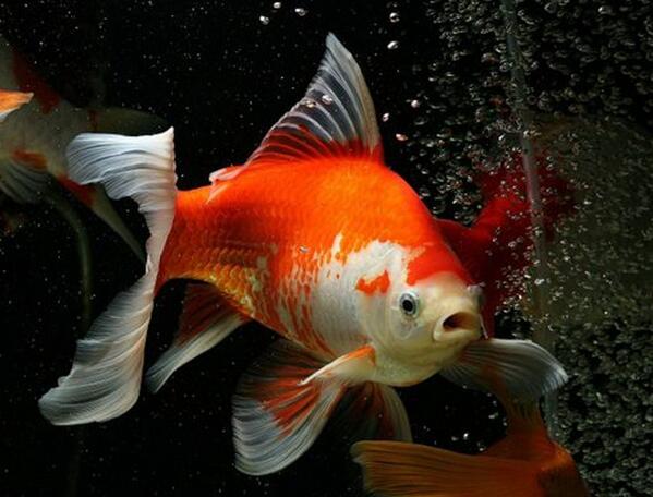 红白草金鱼