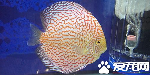 七彩神仙鱼水霉病 水霉病需要治疗的方法