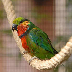 爱德华无花果鹦鹉图片