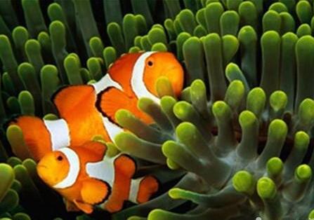 金边透红小丑鱼