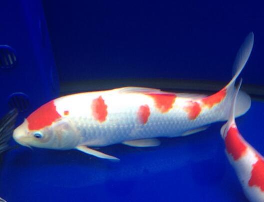 QQ截图20160802165709