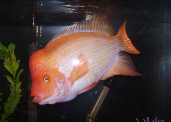 QQ截图20160802171727