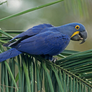 紫蓝金刚鹦鹉图片