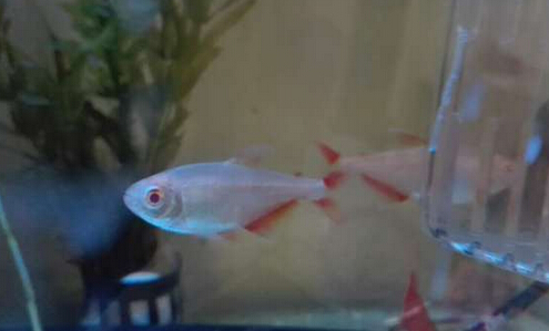 QQ截图20160802165301