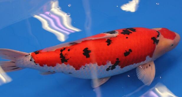 QQ截图20160802155113