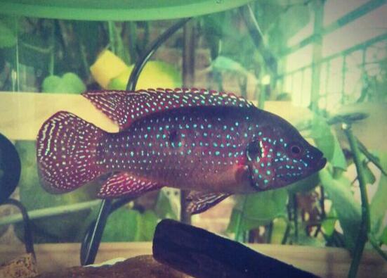 QQ截图20160802143207