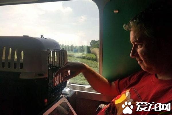 失踪8年英国猫 漂洋过海竟在法国被人捡到