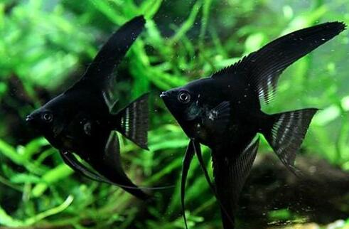 黑神仙鱼