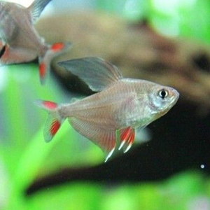 新大钩扯旗图片