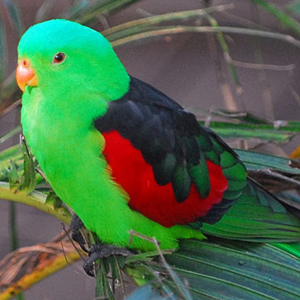 红翅鹦鹉图片