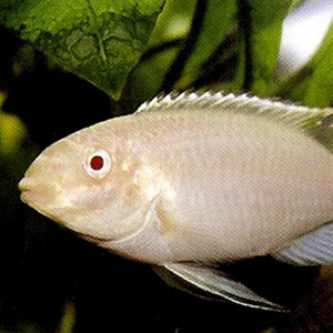 红肚凤凰鱼图片