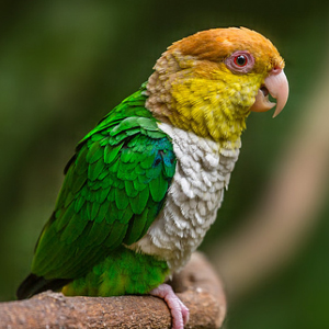 白腹凯克鹦鹉图片