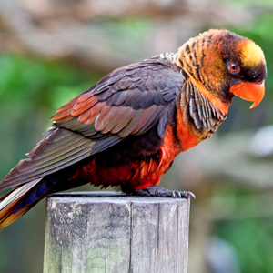 暗色吸蜜鹦鹉图片