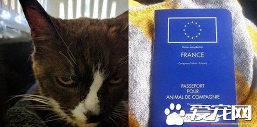 失踪8年英国猫 漂洋过海竟在法国被人捡到