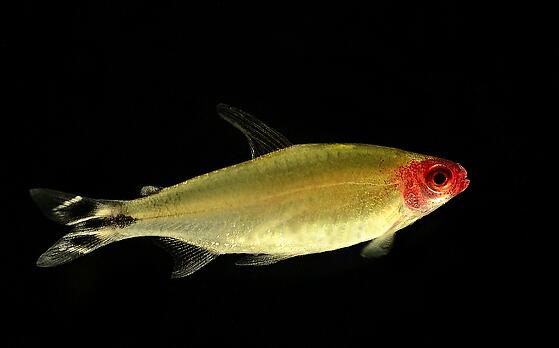 QQ截图20160802142310