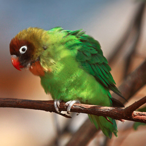 黑脸情侣鹦鹉图片