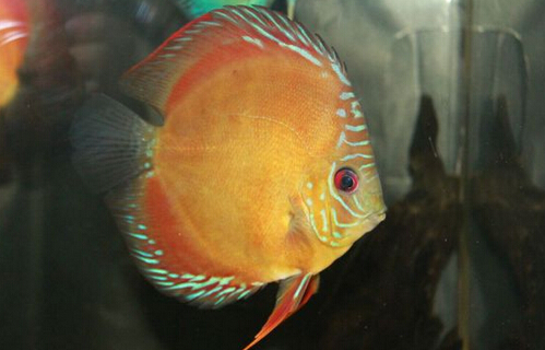 黑格尔野生七彩