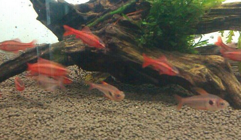 QQ截图20160802161537